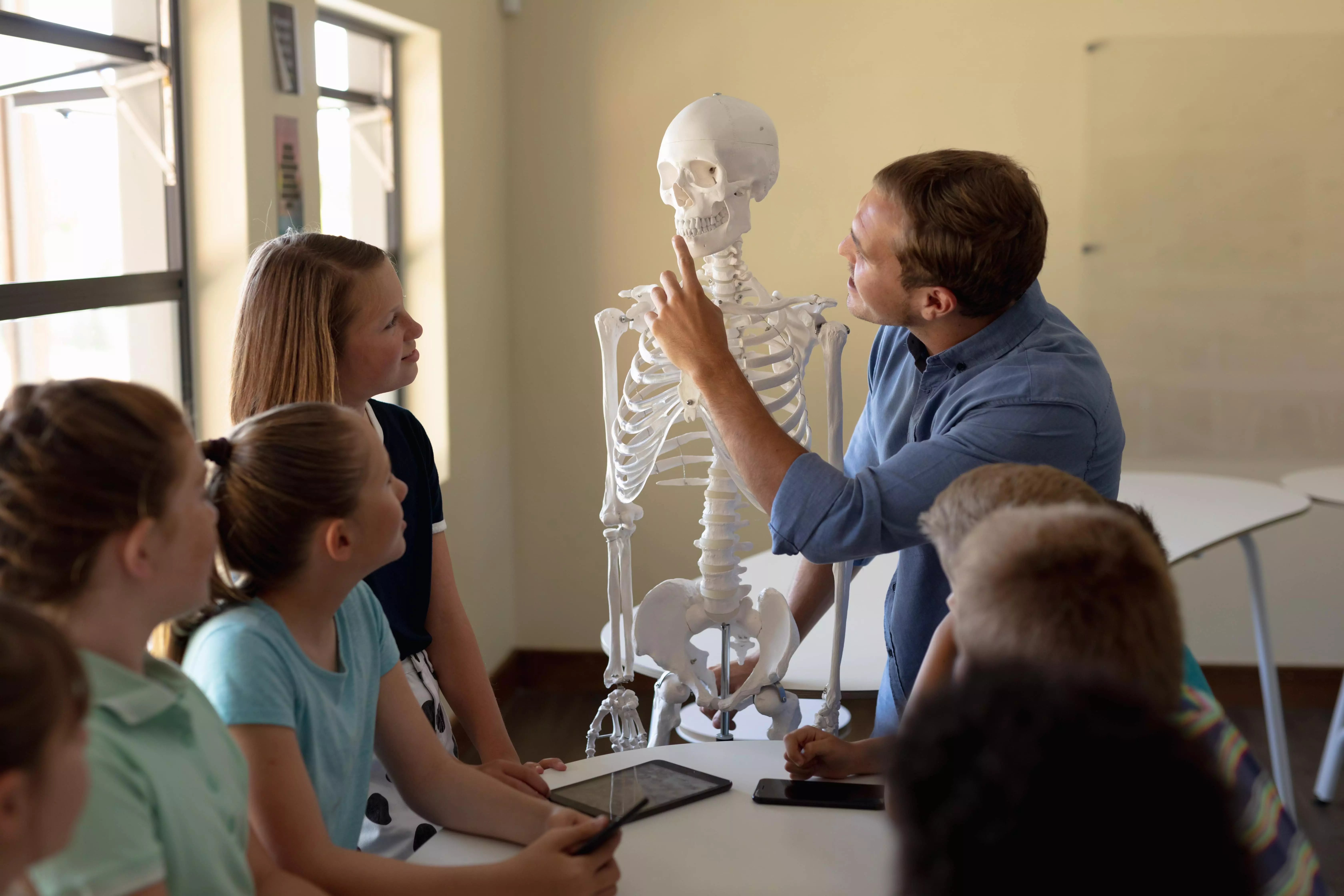 online Anatomy tutoring